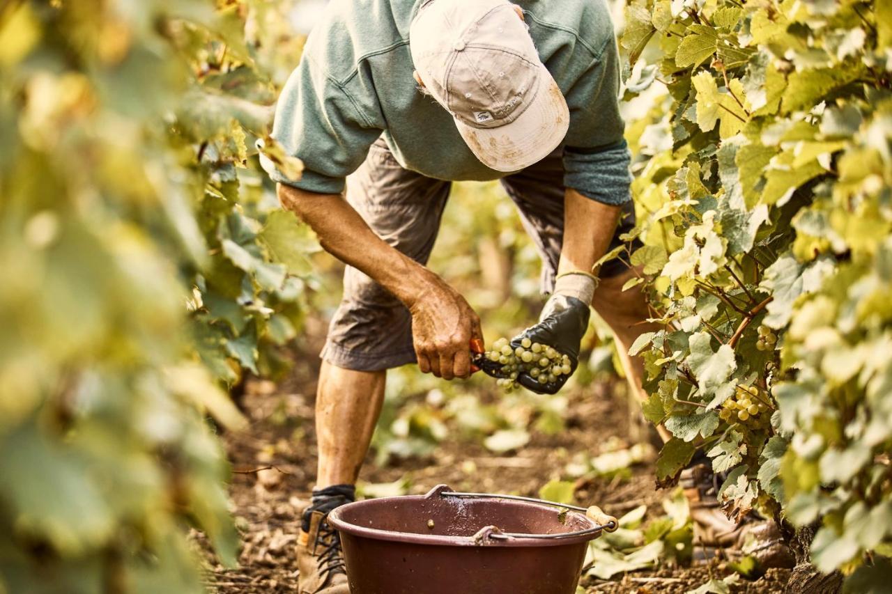 Como Le Montrachet بوليغني-مونتراتشيت المظهر الخارجي الصورة
