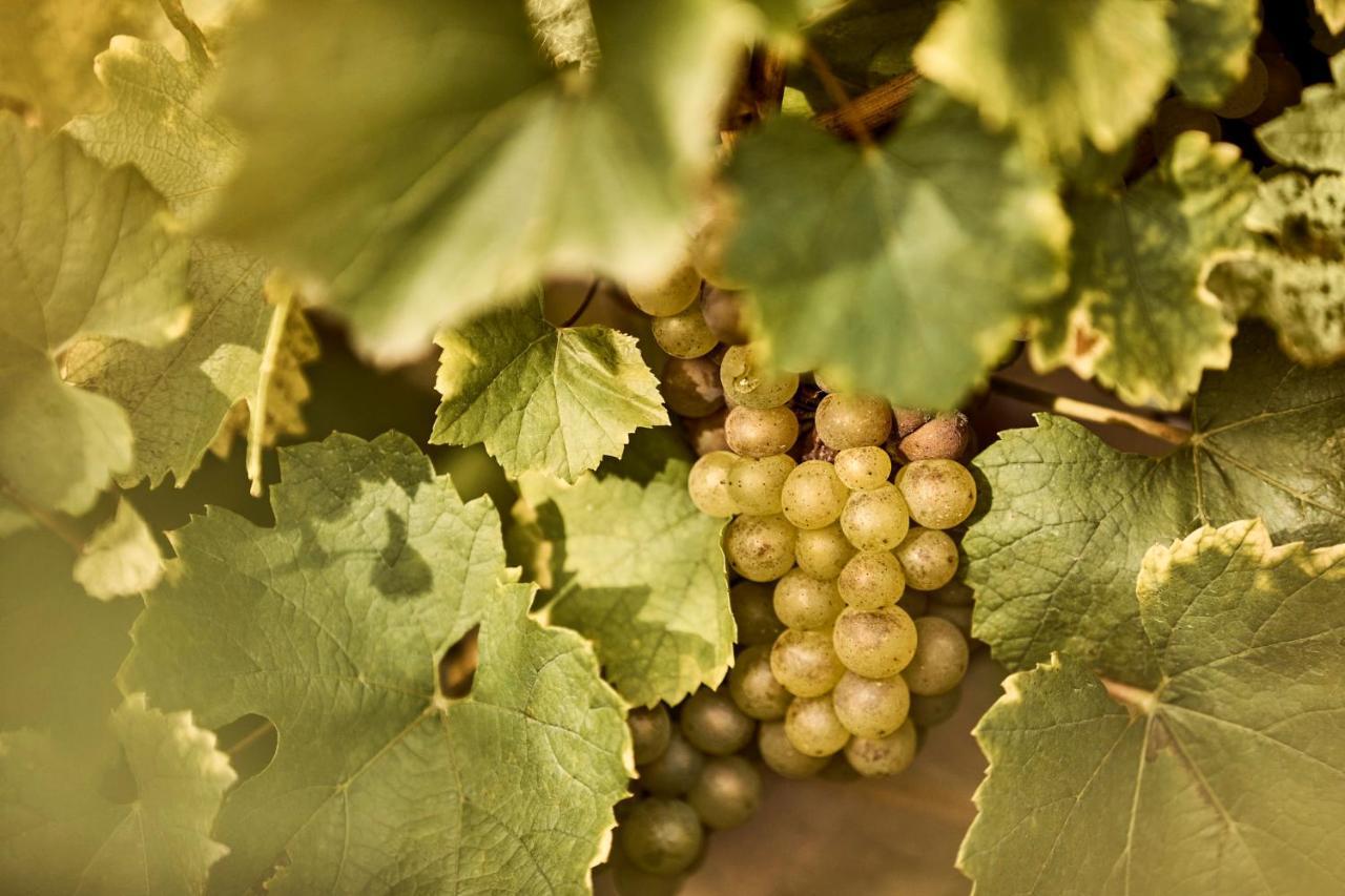 Como Le Montrachet بوليغني-مونتراتشيت المظهر الخارجي الصورة
